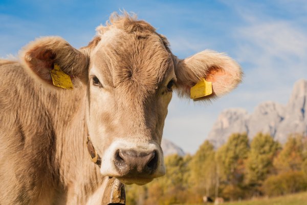 星星之火猜一生肖动物