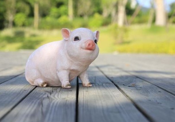 参差不齐打一生肖是什么