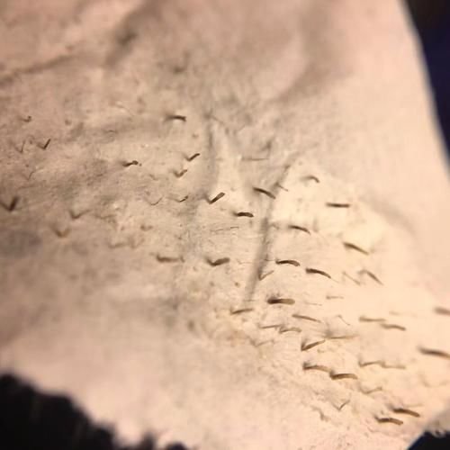 玉米男孩和芝麻女孩有关系吗？