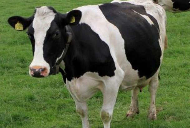 奶牛都是母牛么