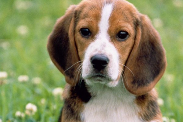 避其锐气打一准确肖