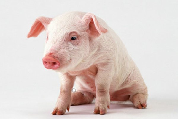 如愿以偿打一最佳生肖