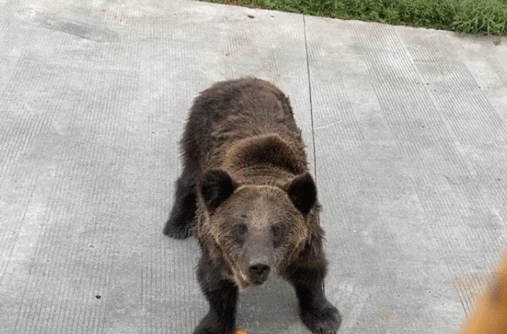 如何看待游客讲述上海野生动物园的游览经历？