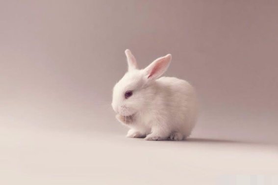 芬芳人间解什么生肖