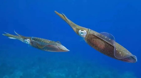 墨鱼在水中游泳的方向是什么方向啊？