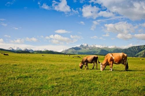 请问最好的奶源地都在哪?