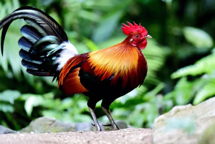 有翅难飞打一个生肖是什么