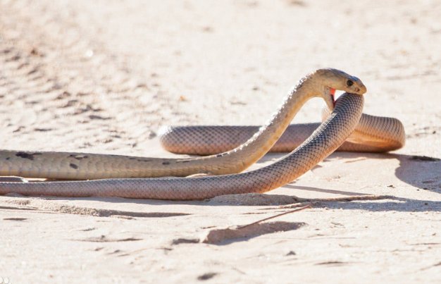 喧嚣一时打一准确生肖