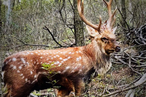 巧夺天工是什么动物生肖