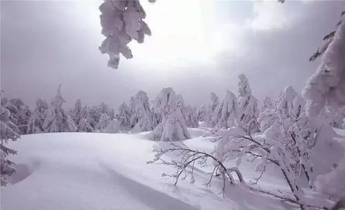 雪之花中文版叫什么?