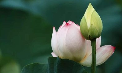 “花未全开月未圆，半山微醉尽余欢”是谁写的诗句