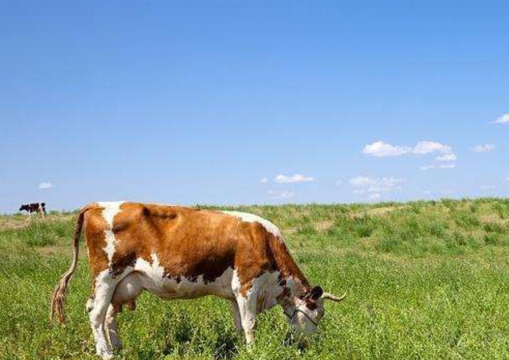 碧绿田间牛得草的下联是什么