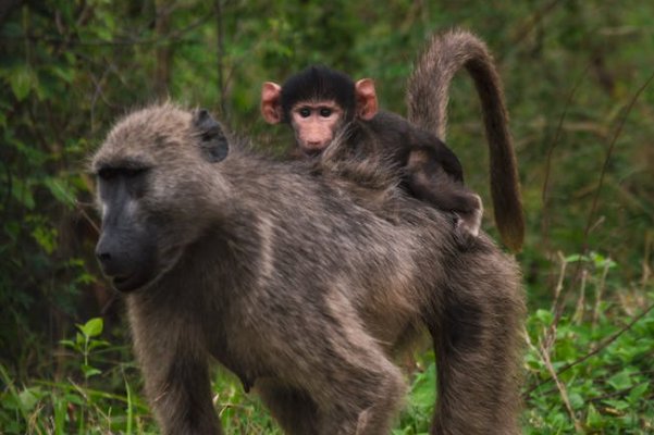 足智多谋神机妙算物竟天择优胜劣汰指是什么物