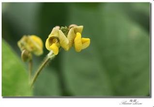 豆芽开花是什么颜色的?