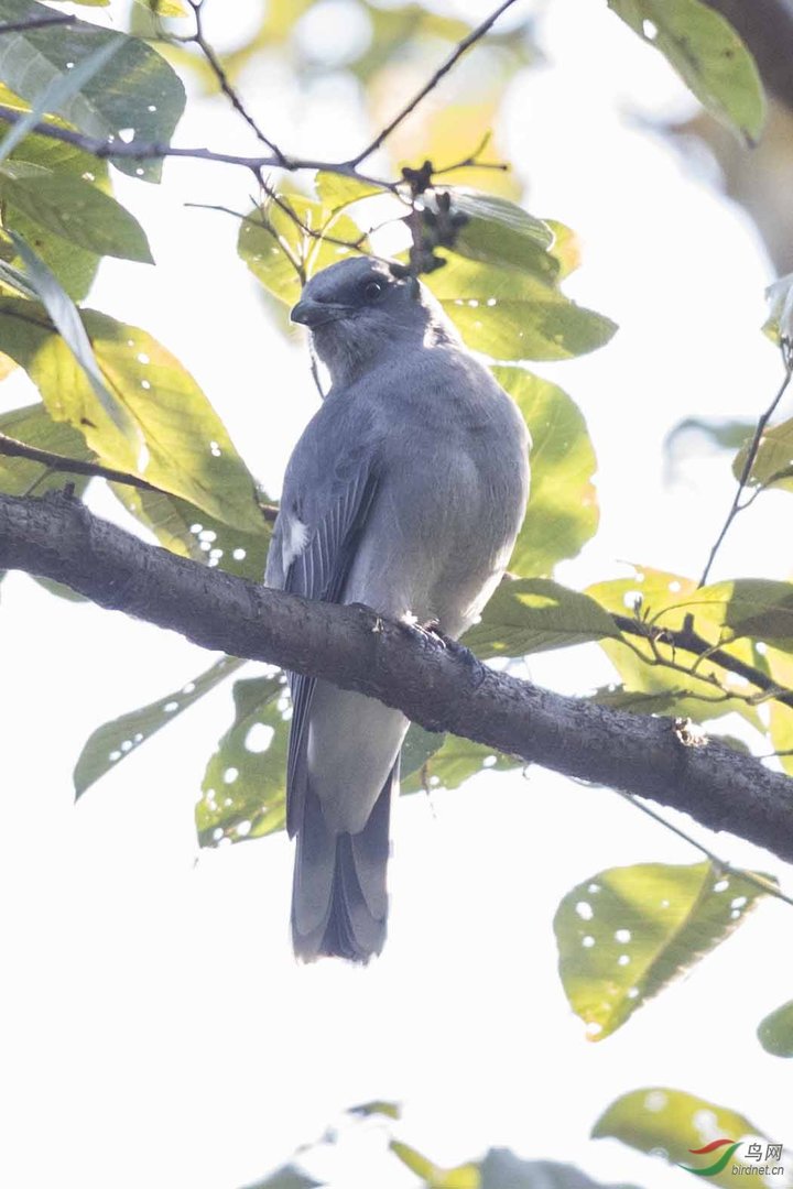 黑头噪鸦的分布范围