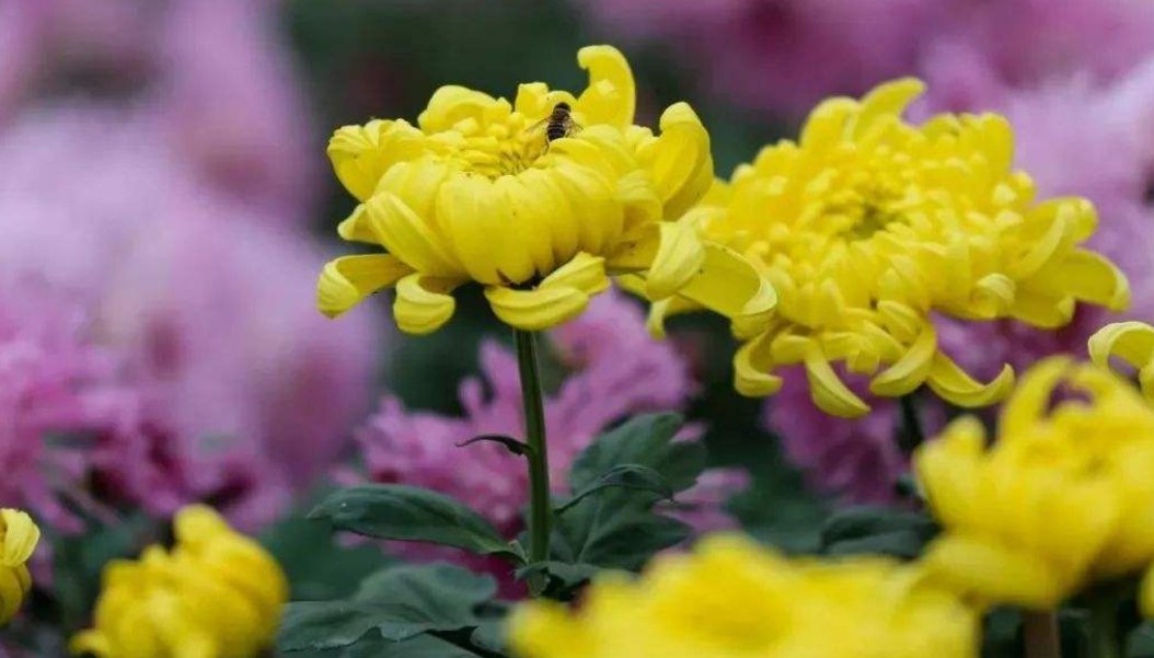 菊花用过与没用过区别是什么?