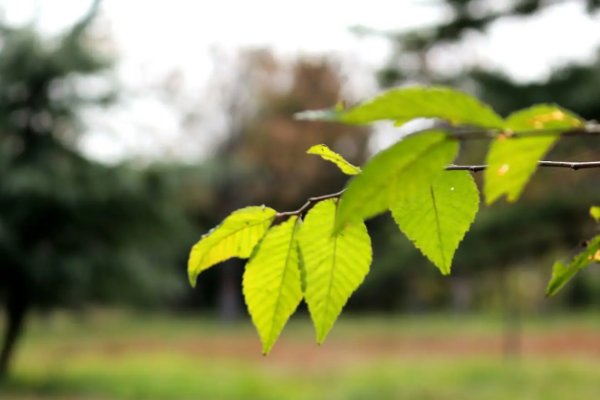 无非蜩鸠之榆什么意思