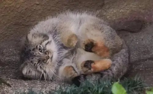 兔狲繁育难题曾困扰全世界数十年，狲思邈死后还能做出哪些贡献？