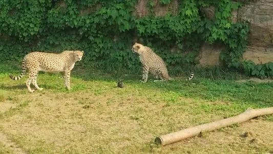 瞒豹事件动物园繁育场增设2道闸门，真的能起到作用吗？