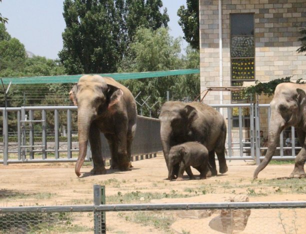 山西一动物园圈养泰迪，泰迪出现在动物园中合理吗？