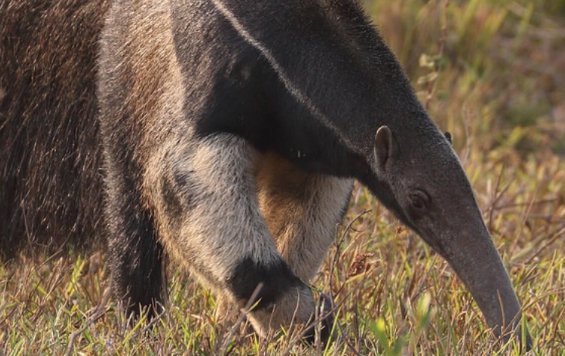 行军蚁的天敌是什么?