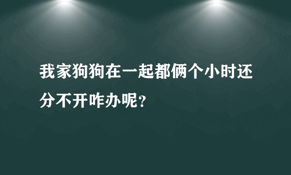 我家狗狗在一起都俩个小时还分不开咋办呢？