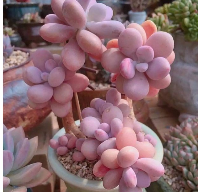 养多肉的过程中有哪些小细节需要注意？