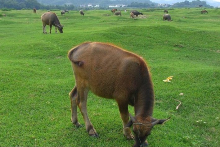 八九同时大门守,十六三日街上走是什么生肖