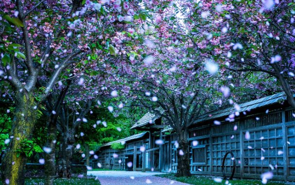 描写花瓣飘落的句子