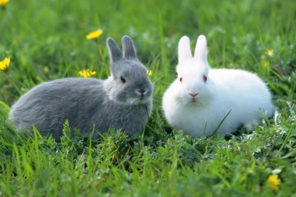 仙女散花打一动物