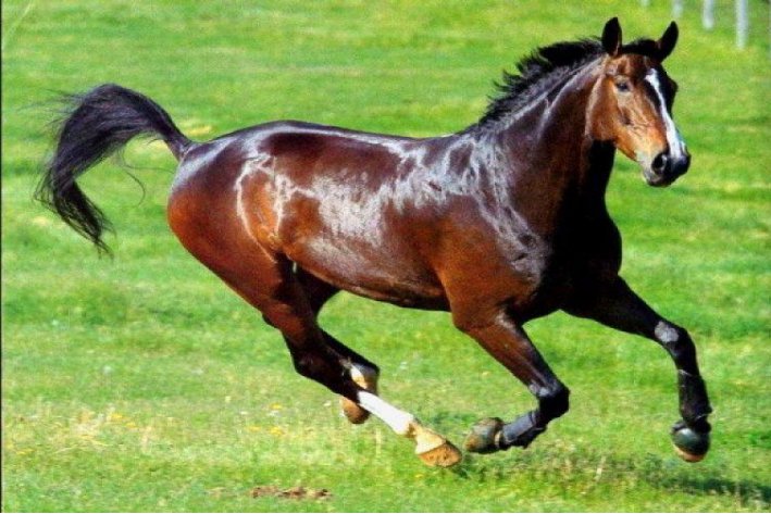 豆蔻年华伍月天指什么生肖