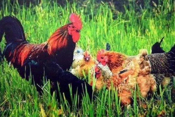 五讲四美是什么动物