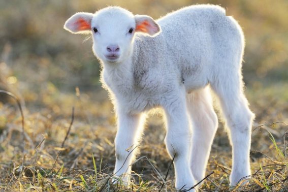 水软山温猜一生肖