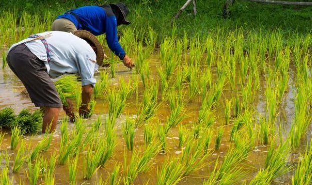 杂交水稻都给谁吃了?