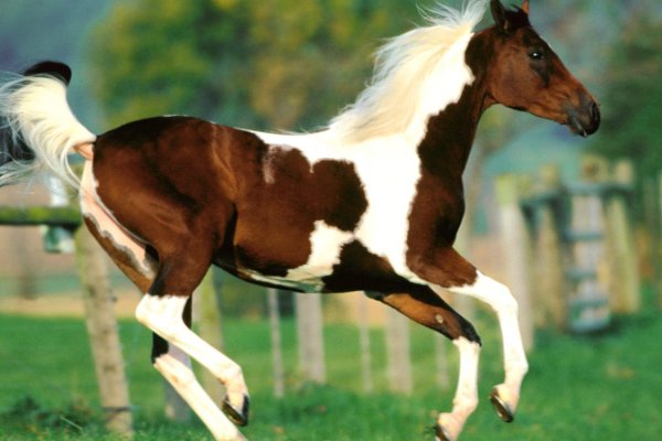 落花媒人打一动物