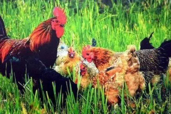 七嘴八舌是什么生肖 最佳答案