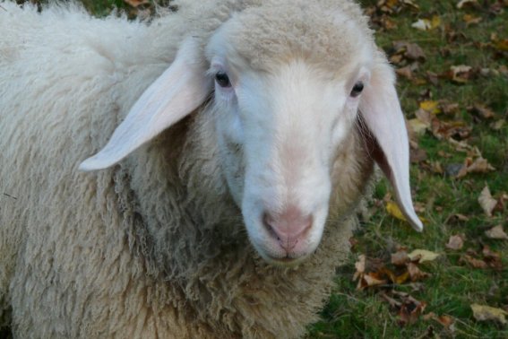 水软山温猜一生肖