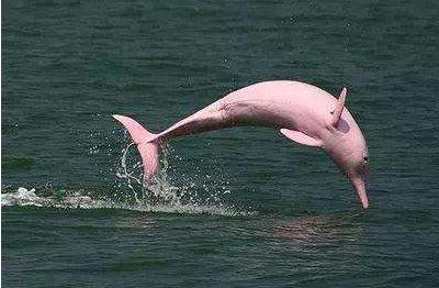 新加坡的粉色海豚为何会出现在距离沙滩很近的地方呢?