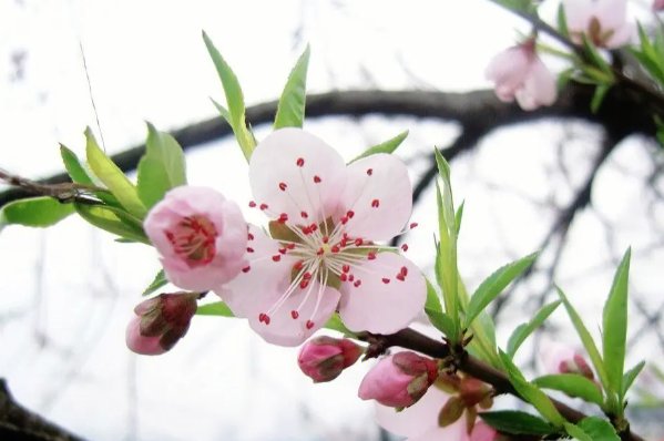 三月桃花雪的优美词句