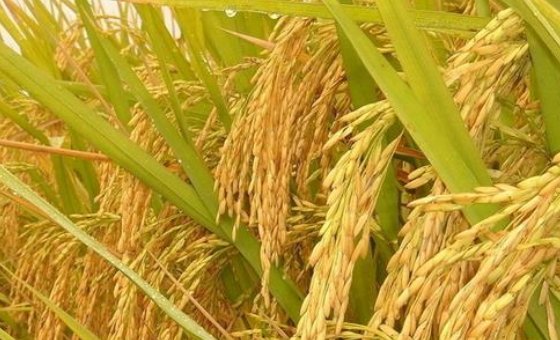 杂交水稻是我们吃的大米吗?