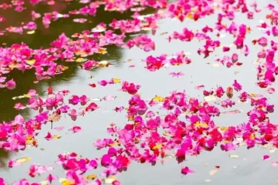 描写花瓣飘落的句子