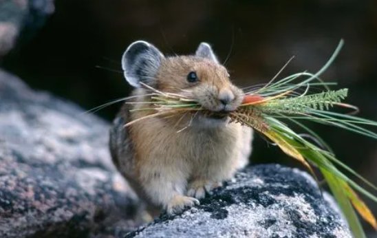 后院起火一打一个正确生肖