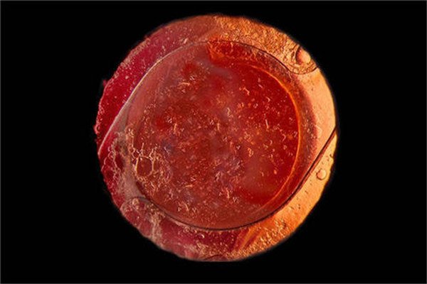 大科学家牛顿晚年留下了哪些预言？