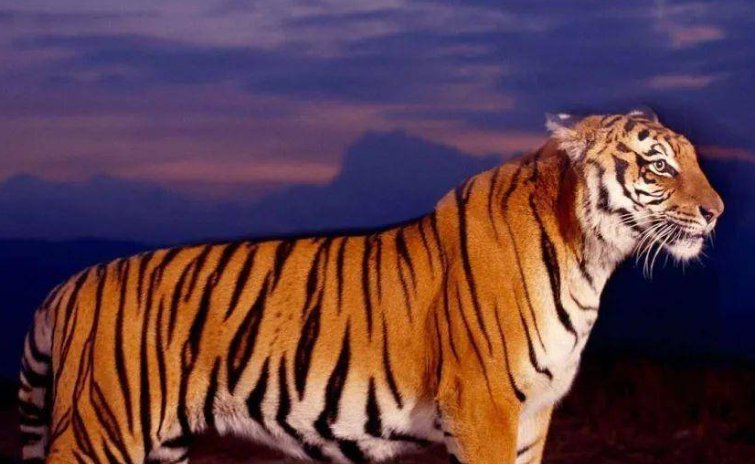 羽扇论巾打出一个动物生肖