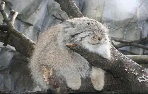 兔狲繁育难题曾困扰全世界数十年，狲思邈死后还能做出哪些贡献？