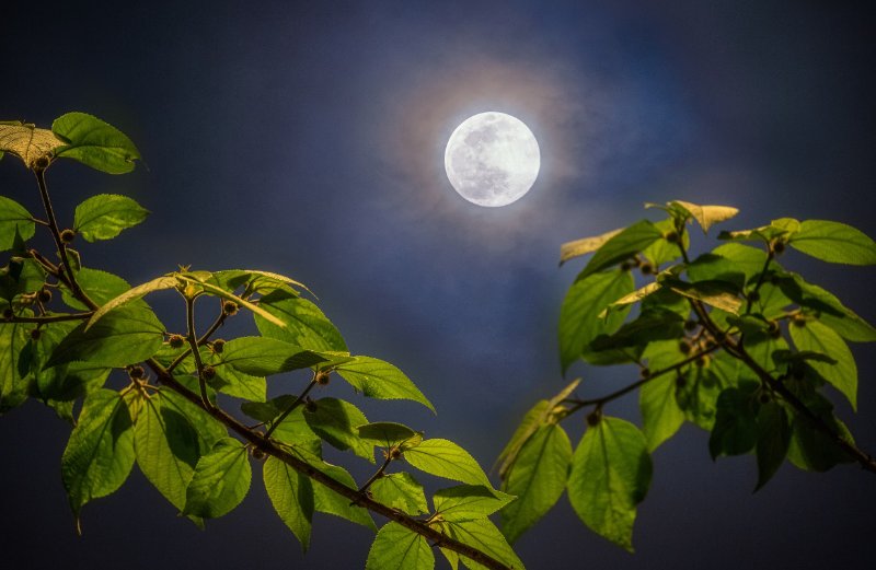 十六的月亮怎么发朋友圈说说