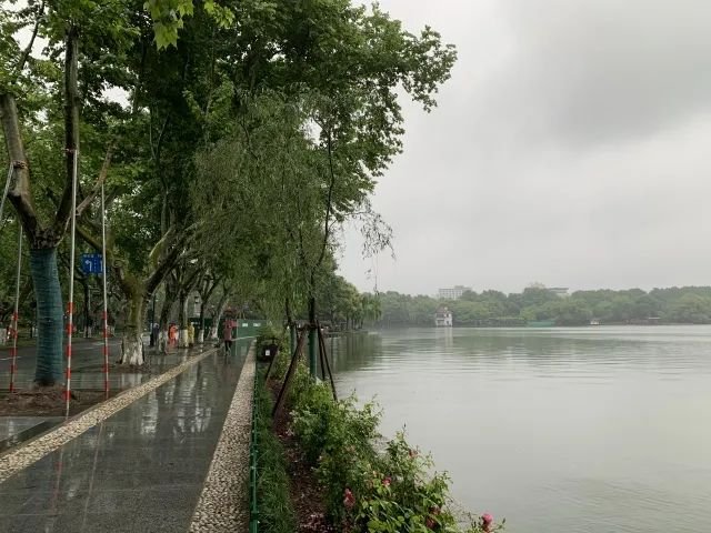 西湖边柳树换月季，大家为啥不买账？