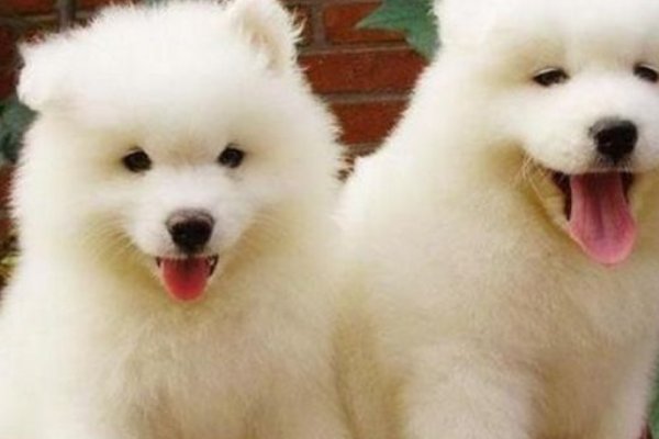 根壮叶茂的意思打生肖