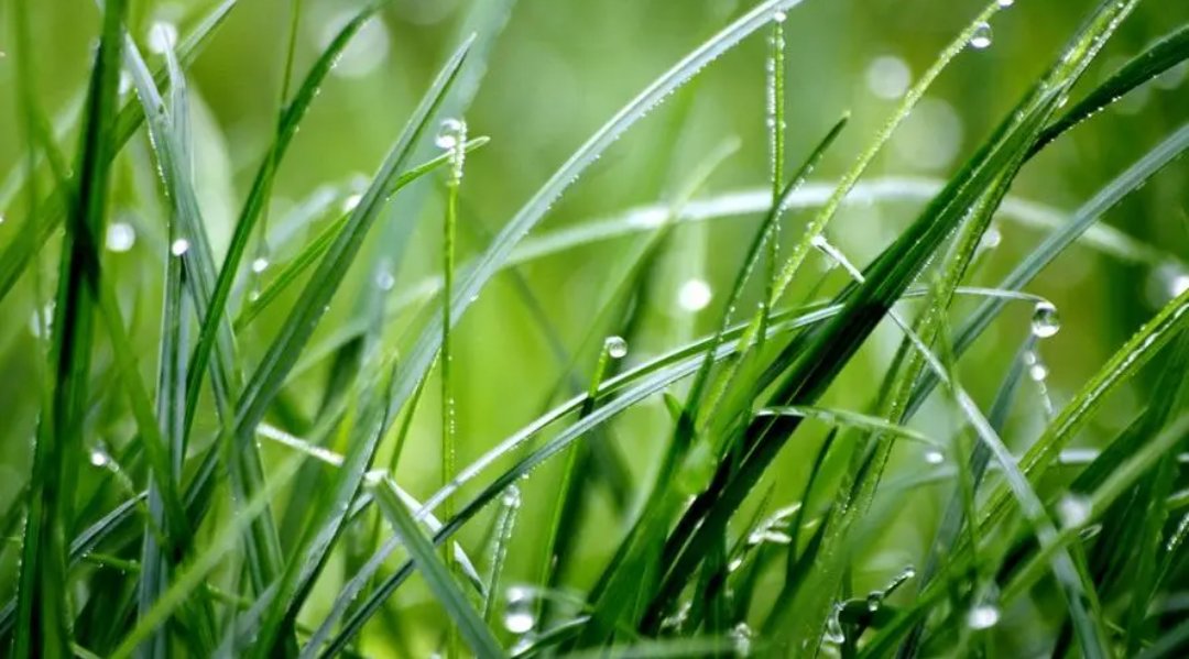 关于草的现代诗短诗