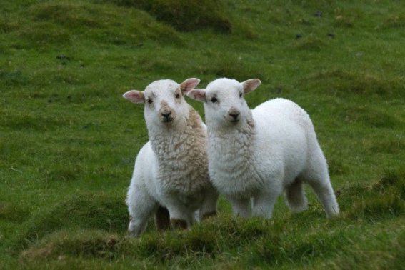 水软山温猜一生肖